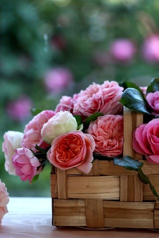 Обои розы, корзинка, лукошко, c elena di guardo, roses, basket разрешение 2560x1600 Загрузить