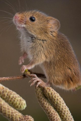 Обои ветка, природа, фон, мышь, мышка, ольховая, branch, nature, background, mouse, alder разрешение 1920x1200 Загрузить