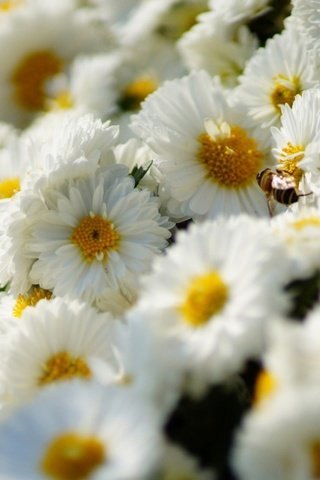 Обои цветы, насекомое, белые, много, хризантемы, flowers, insect, white, a lot, chrysanthemum разрешение 1920x1200 Загрузить