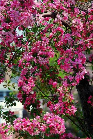 Обои дерево, цветение, весна, розовые, яблоня, цветки, tree, flowering, spring, pink, apple, flowers разрешение 1920x1200 Загрузить