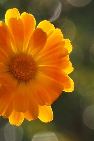 Обои фон, цветок, лепестки, оранжевый, боке, календула, background, flower, petals, orange, bokeh, calendula разрешение 1920x1200 Загрузить