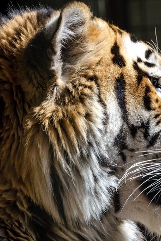 Обои тигр, морда, хищник, профиль, темный фон, язык, дикая кошка, tiger, face, predator, profile, the dark background, language, wild cat разрешение 2048x1468 Загрузить