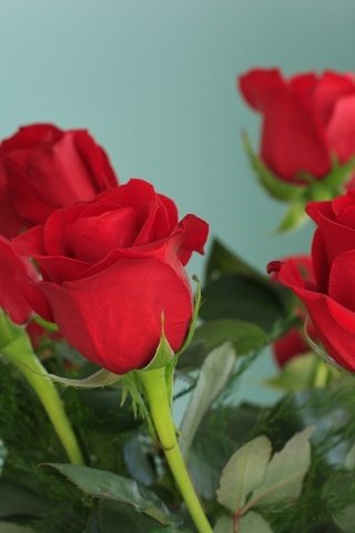 Обои цветы, бутоны, розы, красные, букет, flowers, buds, roses, red, bouquet разрешение 1920x1200 Загрузить