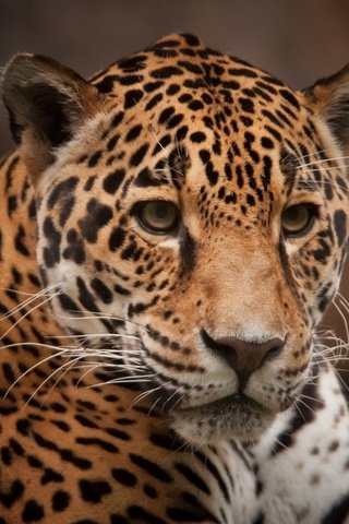 Обои морда, хищник, ягуар, face, predator, jaguar разрешение 2048x1290 Загрузить