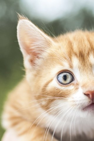 Обои мордочка, взгляд, котенок, рыжий, muzzle, look, kitty, red разрешение 1920x1536 Загрузить