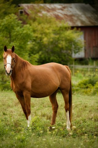 Обои лошадь, взгляд, забор, дом, пастбище, конь, загон, horse, look, the fence, house, pasture, corral разрешение 2048x1418 Загрузить