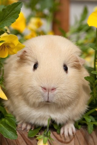 Обои цветы, анютины глазки, морская свинка, flowers, pansy, guinea pig разрешение 2048x1430 Загрузить