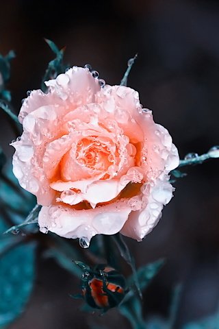 Обои цветы, лепестки, бутоны, розовая, фон, цветок, роса, капли, розы, роза, flowers, petals, buds, pink, background, flower, rosa, drops, roses, rose разрешение 2560x1600 Загрузить