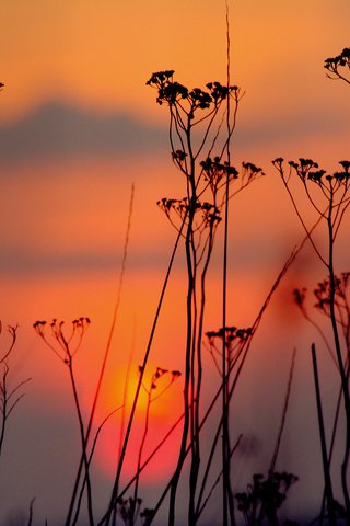 Обои небо, облака, вечер, закат, силуэт, растение, the sky, clouds, the evening, sunset, silhouette, plant разрешение 2048x1364 Загрузить