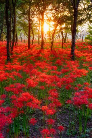 Обои небо, цветы, деревья, солнце, лес, пейзаж, the sky, flowers, trees, the sun, forest, landscape разрешение 2048x1367 Загрузить