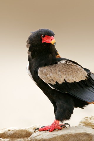 Обои орел, хищник, птица, eagle, predator, bird разрешение 6000x4000 Загрузить
