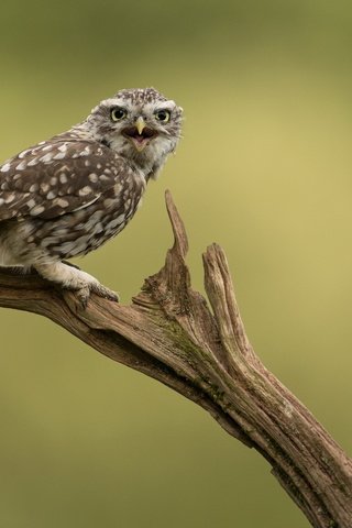 Обои сова, природа, птица, сыч, домовой сыч, owl, nature, bird, little owl разрешение 2047x1236 Загрузить