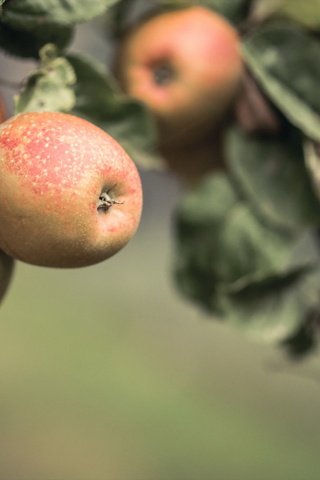 Обои природа, фрукты, яблоки, nature, fruit, apples разрешение 2048x1218 Загрузить