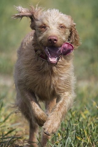 Обои природа, бег, ирландский волкодав, nature, running, the irish wolfhound разрешение 1920x1200 Загрузить