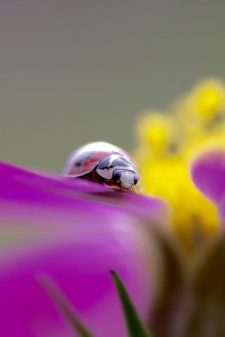 Обои насекомое, цветок, божья коровка, insect, flower, ladybug разрешение 2048x1365 Загрузить