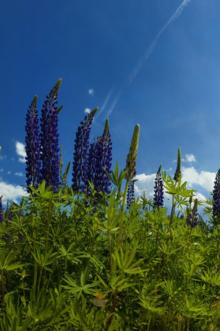 Обои небо, цветы, трава, облака, природа, ромашки, люпины, the sky, flowers, grass, clouds, nature, chamomile, lupins разрешение 2560x1588 Загрузить