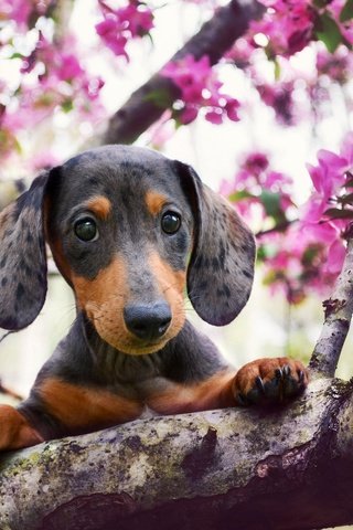 Обои взгляд, собака, весна, такса, цветущее дерево, look, dog, spring, dachshund, flowering tree разрешение 2048x1383 Загрузить
