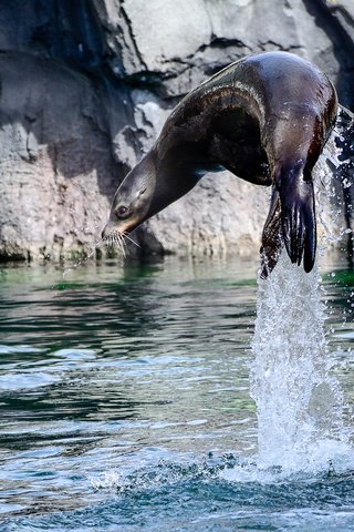 Обои вода, брызги, прыжок, тюлень, морской лев, калифорнийский, water, squirt, jump, seal, sea lion, california разрешение 2048x1360 Загрузить