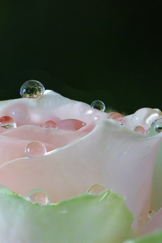 Обои вода, макро, цветок, роса, капли, роза, лепестки, белая, water, macro, flower, rosa, drops, rose, petals, white разрешение 2048x1235 Загрузить
