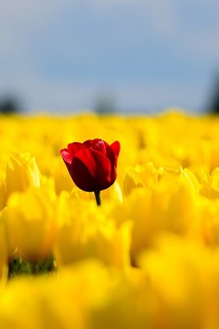 Обои цветы, поле, красный, весна, тюльпаны, желтые, flowers, field, red, spring, tulips, yellow разрешение 2046x1306 Загрузить