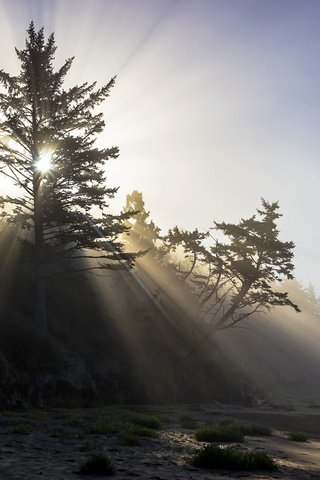 Обои небо, свет, деревья, природа, утро, the sky, light, trees, nature, morning разрешение 2048x1365 Загрузить