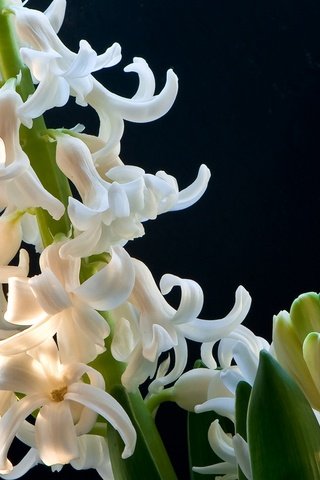 Обои цветы, весна, черный фон, белые, гиацинт, anna verdina, flowers, spring, black background, white, hyacinth разрешение 1920x1280 Загрузить