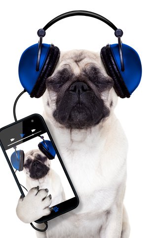 Обои собака, наушники, юмор, белый фон, телефон, мопс, смартфон, dog, headphones, humor, white background, phone, pug, smartphone разрешение 5700x4500 Загрузить