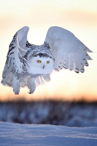 Обои вечер, снег, закат, зима, птица, полярная сова, белая сова, bubo scandiacus, nyctea scandiaca, the evening, snow, sunset, winter, bird, snowy owl, white owl разрешение 2000x1333 Загрузить