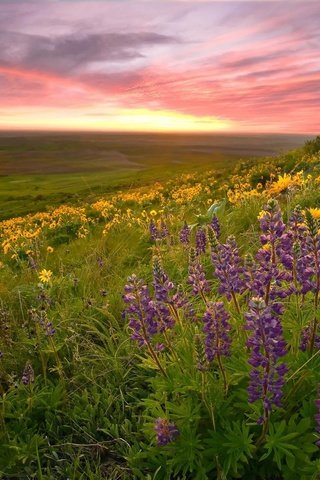 Обои природа, пейзаж, поле, луг, цветы.закат, nature, landscape, field, meadow, flowers.sunset разрешение 1920x1200 Загрузить