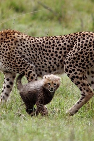 Обои трава, гепард, детеныш, большие кошки, grass, cheetah, cub, big cats разрешение 1920x1080 Загрузить