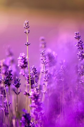 Обои цветы, поле, лаванда, луг, фиолетовые, боке, сиреневые, flowers, field, lavender, meadow, purple, bokeh, lilac разрешение 2048x1337 Загрузить