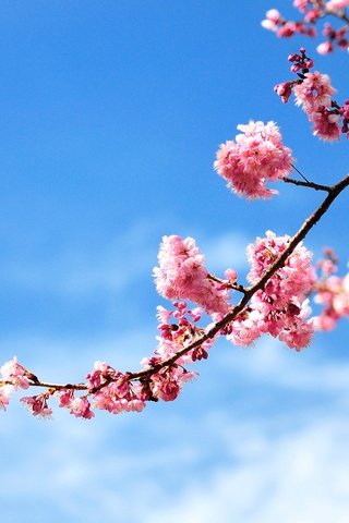 Обои небо, цветы, ветка, цветение, весна, розовые, вишня, the sky, flowers, branch, flowering, spring, pink, cherry разрешение 2048x1360 Загрузить