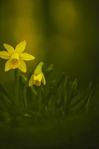 Обои цветы, весна, желтые, нарцисс, нарцисы, flowers, spring, yellow, narcissus, the narciso разрешение 2048x1263 Загрузить