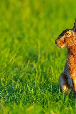 Обои трава, природа, ушки, животное, заяц, grass, nature, ears, animal, hare разрешение 1920x1200 Загрузить