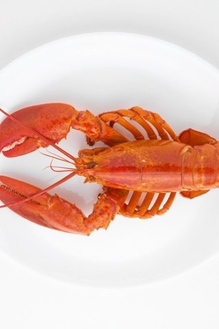 Обои белый фон, морепродукты, блюдо, клешни, рак, вареный, white background, seafood, dish, claws, cancer, boiled разрешение 1920x1438 Загрузить