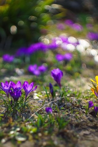 Обои цветы, природа, весна, крокусы, боке, sorin mutu, flowers, nature, spring, crocuses, bokeh разрешение 2560x1707 Загрузить