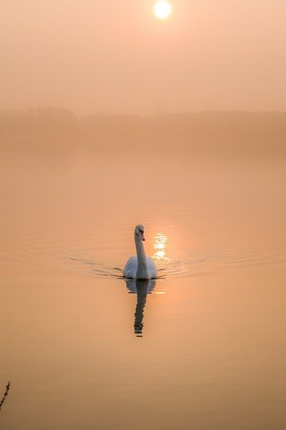 Обои озеро, утро, рассвет, птица, лебедь, lake, morning, dawn, bird, swan разрешение 2560x1708 Загрузить
