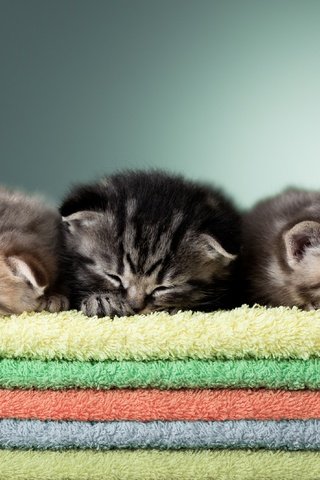 Обои сон, махровые, кошки, малыши, котята, полотенце, трио, полотенца, спящие, sleep, terry, cats, kids, kittens, towel, trio, towels, sleeping разрешение 2880x2139 Загрузить
