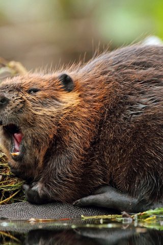 Обои грызун, североамериканский, бобр, rodent, north american, beaver разрешение 2560x1600 Загрузить