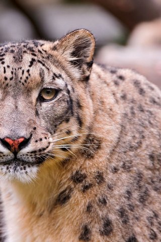 Обои снежный барс, ирбис, дикая кошка, snow leopard, irbis, wild cat разрешение 3739x2493 Загрузить