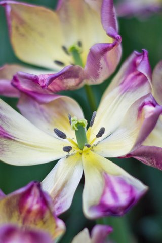 Обои цветы, макро, лепестки, весна, тюльпаны, flowers, macro, petals, spring, tulips разрешение 2048x1391 Загрузить