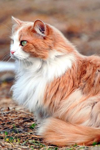Обои кот, кошка, пушистый, рыжий, cat, fluffy, red разрешение 2560x1600 Загрузить