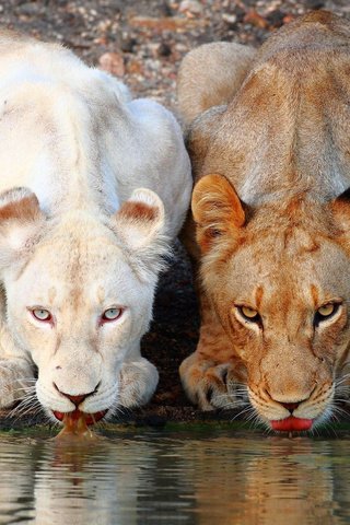 Обои львы, коричневая, белая, водопой, львицы, lions, brown, white, drink, lioness разрешение 1920x1080 Загрузить