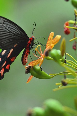 Обои цветы, насекомое, бабочка, крылья, растение, flowers, insect, butterfly, wings, plant разрешение 2048x1363 Загрузить