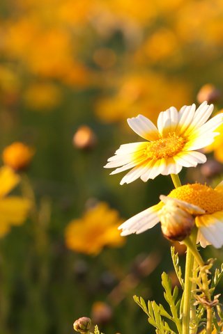 Обои цветы, природа, лето, лепестки, антемис, пупавка, flowers, nature, summer, petals, anthemis, chamomile разрешение 4296x2864 Загрузить