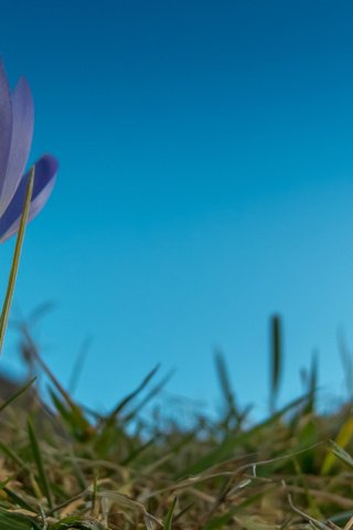 Обои небо, трава, цветок, лепестки, крокус, the sky, grass, flower, petals, krokus разрешение 2048x1413 Загрузить