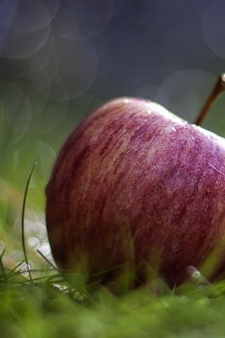 Обои трава, природа, макро, роса, капли, фрукты, яблоко, красное, grass, nature, macro, rosa, drops, fruit, apple, red разрешение 1920x1200 Загрузить