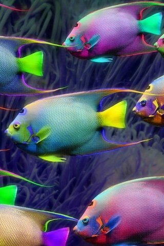 Обои неон, разноцветные, рыбки, рыбы, освещение, подводный мир, neon, colorful, fish, lighting, underwater world разрешение 1920x1080 Загрузить