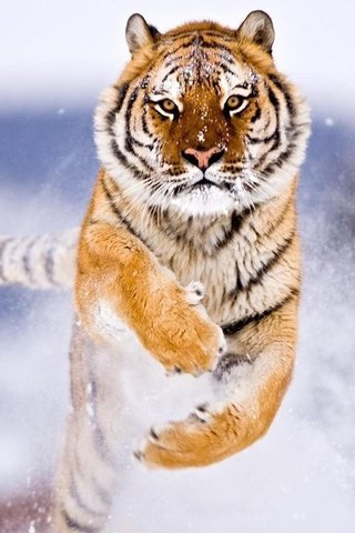 Обои тигр, снег, зима, прыжок, хищник, большие кошки, tiger, snow, winter, jump, predator, big cats разрешение 1920x1080 Загрузить