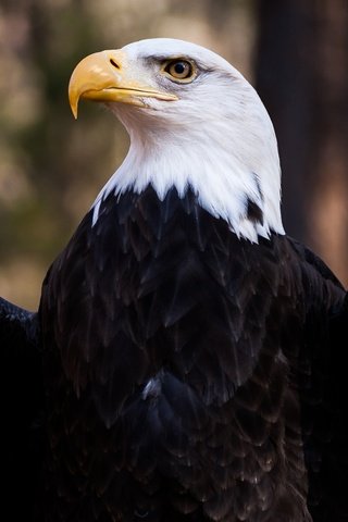 Обои крылья, орел, птица, клюв, перья, белоголовый орлан, wings, eagle, bird, beak, feathers, bald eagle разрешение 5000x3333 Загрузить
